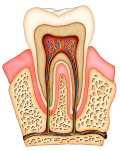 Tooth Anatomy Illustration